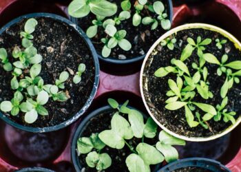 Ireland’s Horticulture Sector “On Life Support”