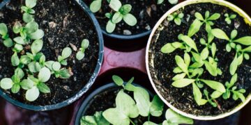 Ireland’s Horticulture Sector “On Life Support”