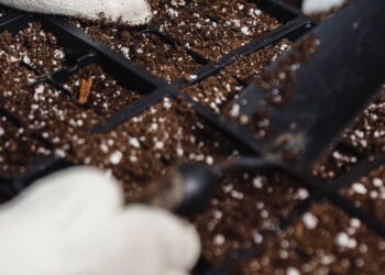 Water-holding soil will be key to weathering heat