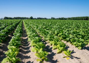 New Tobacco Bigwig has Farmers Top of Mind
