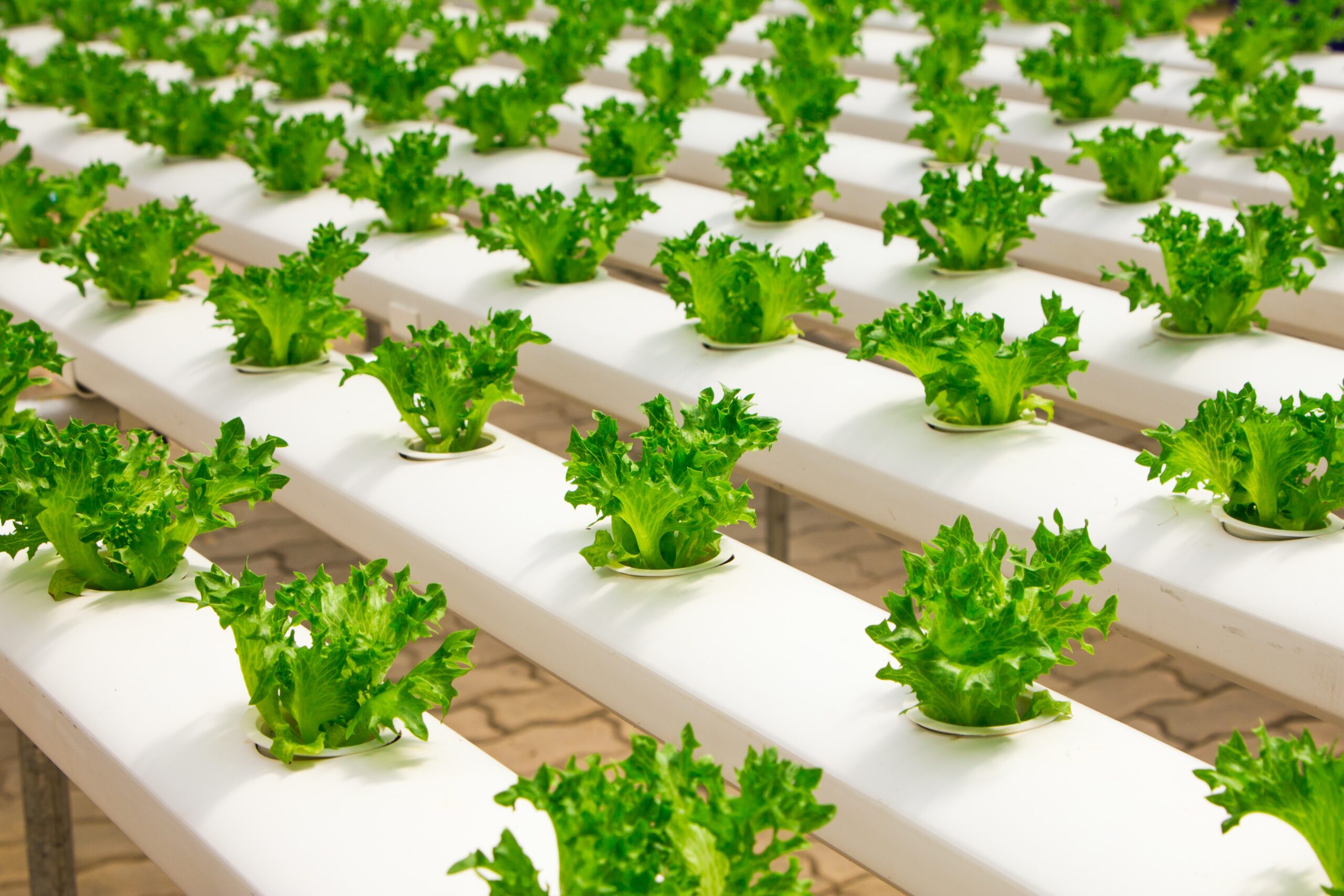 FlexFarming’s Production Facility Recognized as One of Europe’s Largest Vertical Farms