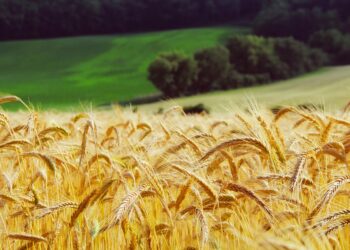 Global Wheat Production Can Be Doubled to Feed Millions and Save Land, Say Scientists