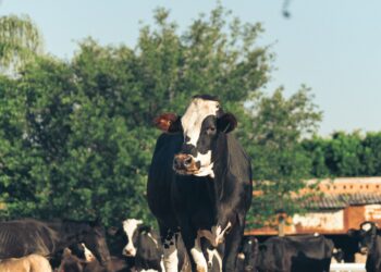 Where Does the Agricultural Economy Stand as Fair Begins?