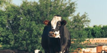 Where Does the Agricultural Economy Stand as Fair Begins?