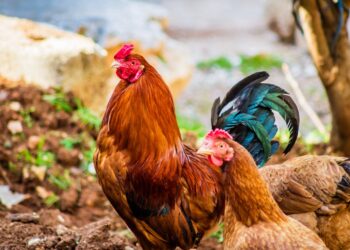 Large chicken farms raise concerns in rural Oregon