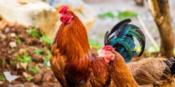 Large chicken farms raise concerns in rural Oregon