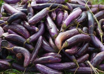 Project Aims to Develop More Resilient Eggplants