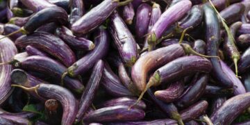 Project Aims to Develop More Resilient Eggplants