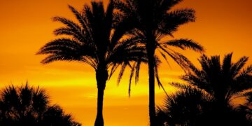 Florida Agriculture Commission Race