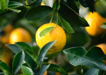 Argentina Lemon Exports to the U.S. Plunge by Roughly 24 Percent