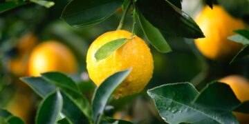 Argentina Lemon Exports to the U.S. Plunge by Roughly 24 Percent