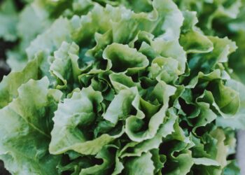 How A Former Microsoft Researcher Used AI to Grow Award-Winning Lettuce from 5,000 Miles Away