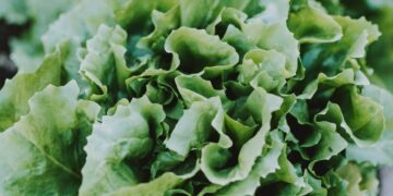 How A Former Microsoft Researcher Used AI to Grow Award-Winning Lettuce from 5,000 Miles Away