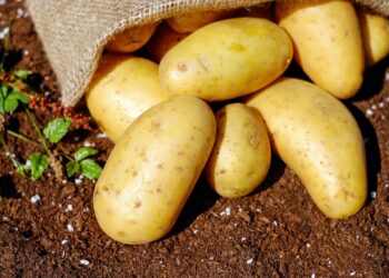 Potato Breeding Program Targets French Fry, Chipping, Fresh Markets