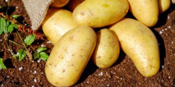 Potato Breeding Program Targets French Fry, Chipping, Fresh Markets