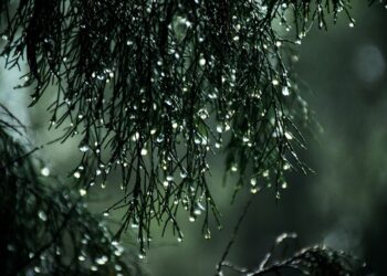 Unrelenting Summer Affects Farming Water Usage