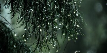 Unrelenting Summer Affects Farming Water Usage