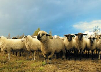 Upcoming Sheep Ireland Ram Sale Set to Be its Biggest Ever