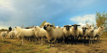 Upcoming Sheep Ireland Ram Sale Set to Be its Biggest Ever