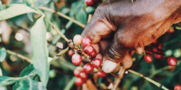 Future of Agriculture in Africa is Based on Sustainable Solutions