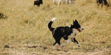 A Young Livestock Guardian Dog Finds His Calling