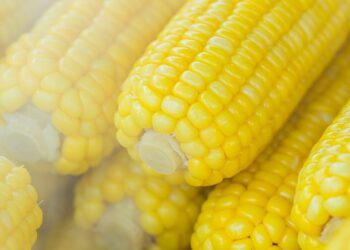 U.S. Farmers Urge Washington to Challenge Mexico’s Looming Ban on GM Corn