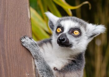 Agriculture Specialist Leads Growing US Development Program For Madagascar