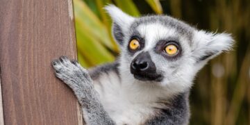 Agriculture Specialist Leads Growing US Development Program For Madagascar