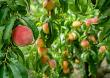 Georgia Ag Experience Mobile Classroom Teaches Dawson County Students About Importance of Agriculture in Georgia