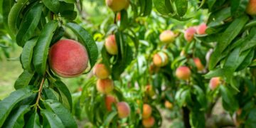 Georgia Ag Experience Mobile Classroom Teaches Dawson County Students About Importance of Agriculture in Georgia
