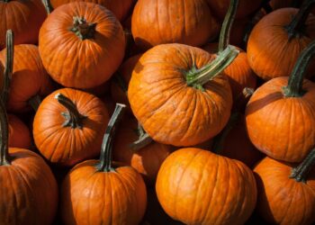 Pumpkins, Corn Mazes, Apple Cider Doughnuts and More