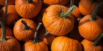 Pumpkins, Corn Mazes, Apple Cider Doughnuts and More