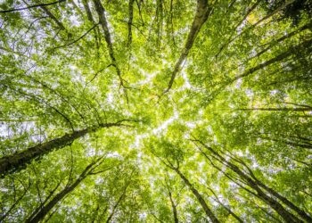 Trees Being Grown Six Times Faster in Vertical Farm Saving Water and Time