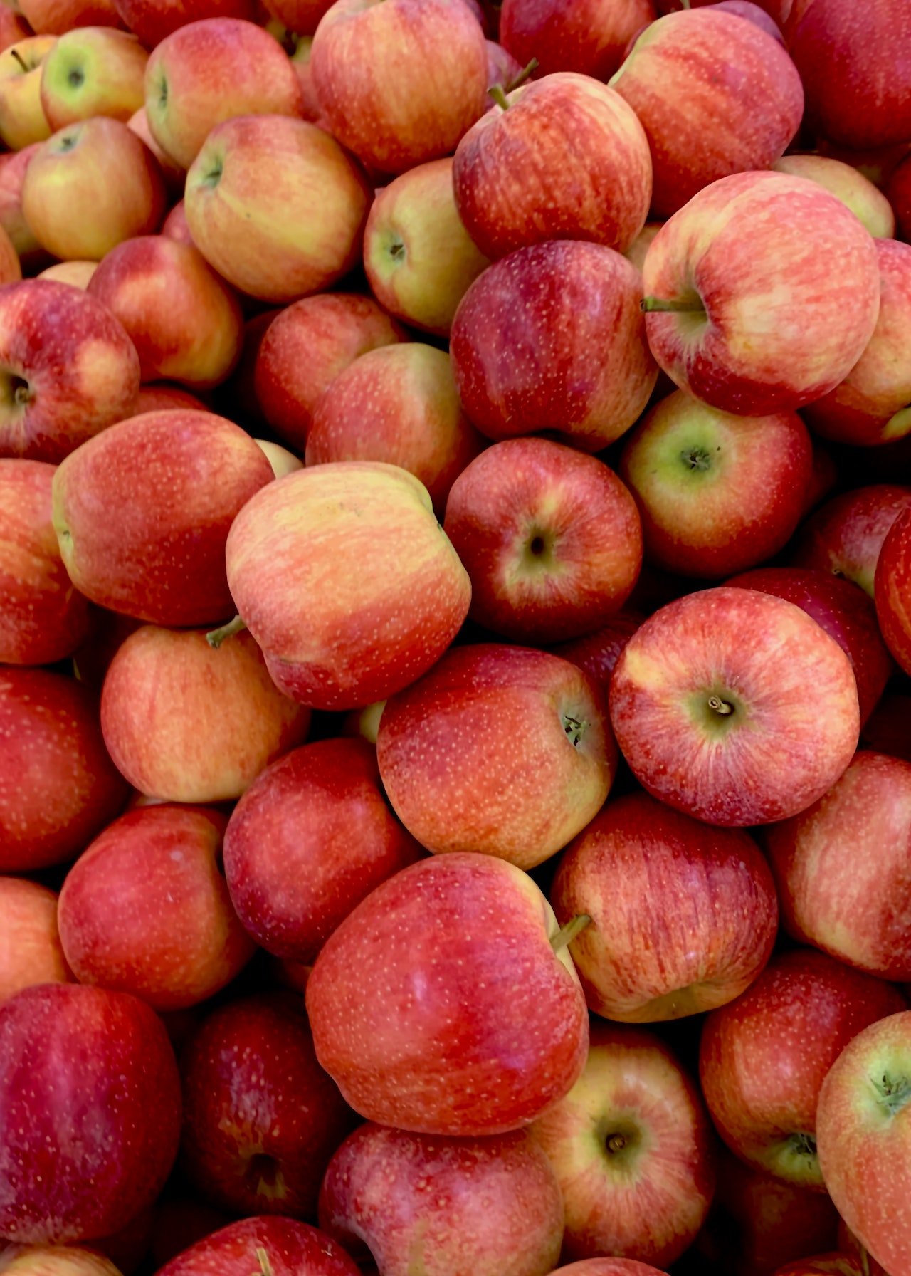 The Mainland Market Makes the Java Apple the Most Promising Fruit