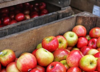 The Mainland Market Makes the Java Apple the Most Promising Fruit