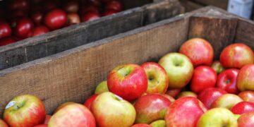 The Mainland Market Makes the Java Apple the Most Promising Fruit