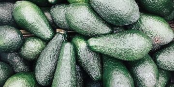 On Jalisco’s Small Farms, Avocado Boom Signals Disaster