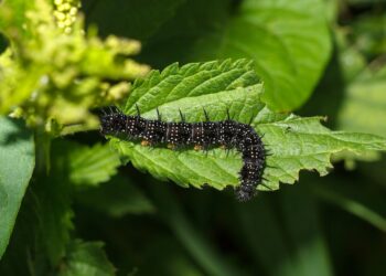 AI Used to Protect Crops from Pests