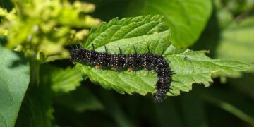 AI Used to Protect Crops from Pests