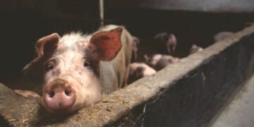 Pig Farm Helps Improve Economic Opportunities in Nigeria