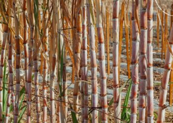 Sugarcane Farmers Have a Tale to Tell