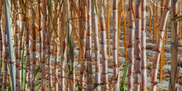 Sugarcane Farmers Have a Tale to Tell