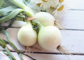 Import Plan to Hurt Local Onion Farmers
