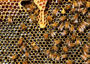 Bee Vectoring Technologies Announces Rutgers University’s Year 2 Positive Trial Results : Reduced Fungal Disease and Better Bee Health