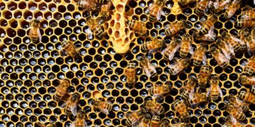 Bee Vectoring Technologies Announces Rutgers University’s Year 2 Positive Trial Results : Reduced Fungal Disease and Better Bee Health
