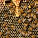 Bee Vectoring Technologies Announces Rutgers University’s Year 2 Positive Trial Results : Reduced Fungal Disease and Better Bee Health