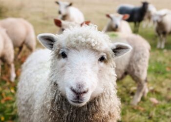 Sheep Numbers to Hit Record High