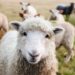 Sheep Numbers to Hit Record High