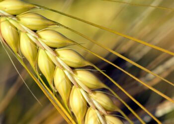 Barley Farmers to Participate in Regenerative Agriculture Project