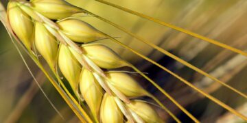 Barley Farmers to Participate in Regenerative Agriculture Project